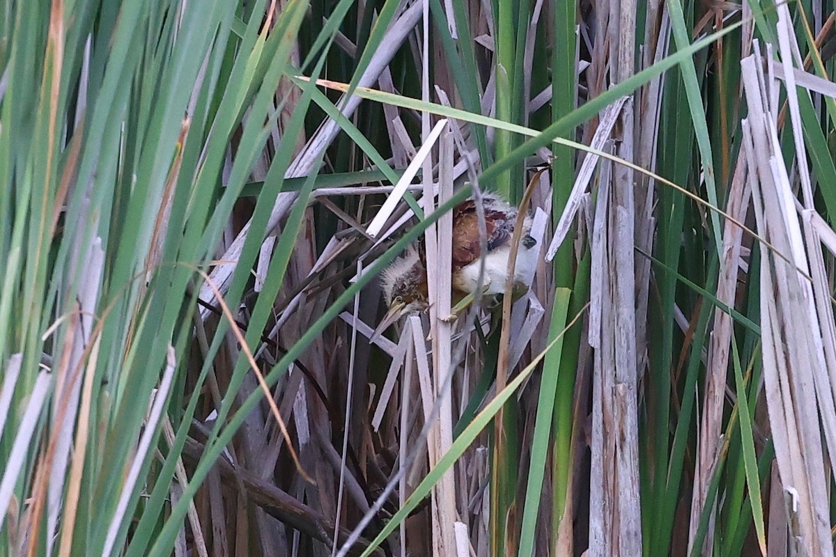 Least Bittern - ML353523081
