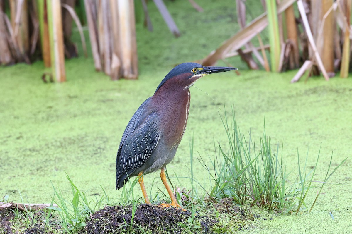 Green Heron - ML353523151