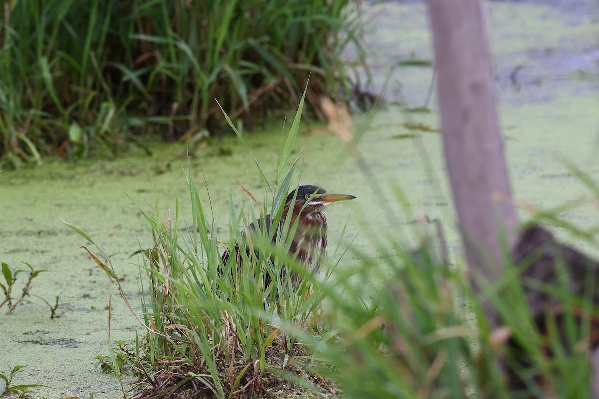 Green Heron - ML353523161