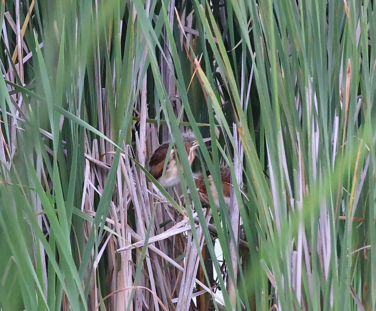 Least Bittern - ML353523681