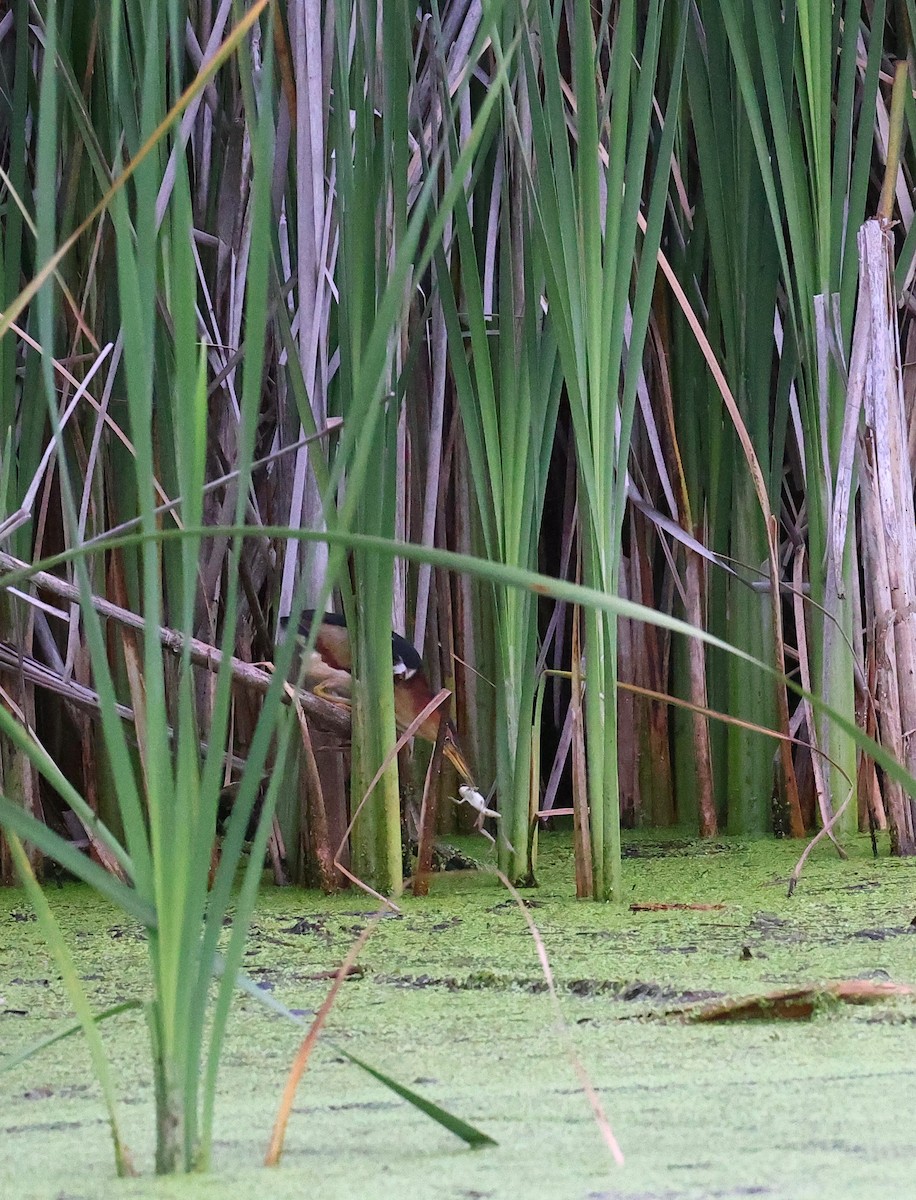 Least Bittern - ML353523721