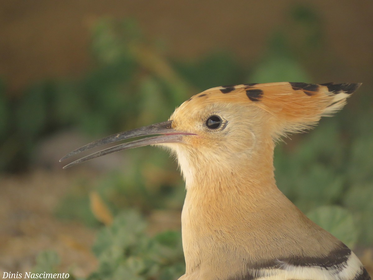 Eurasian Hoopoe - ML353524601