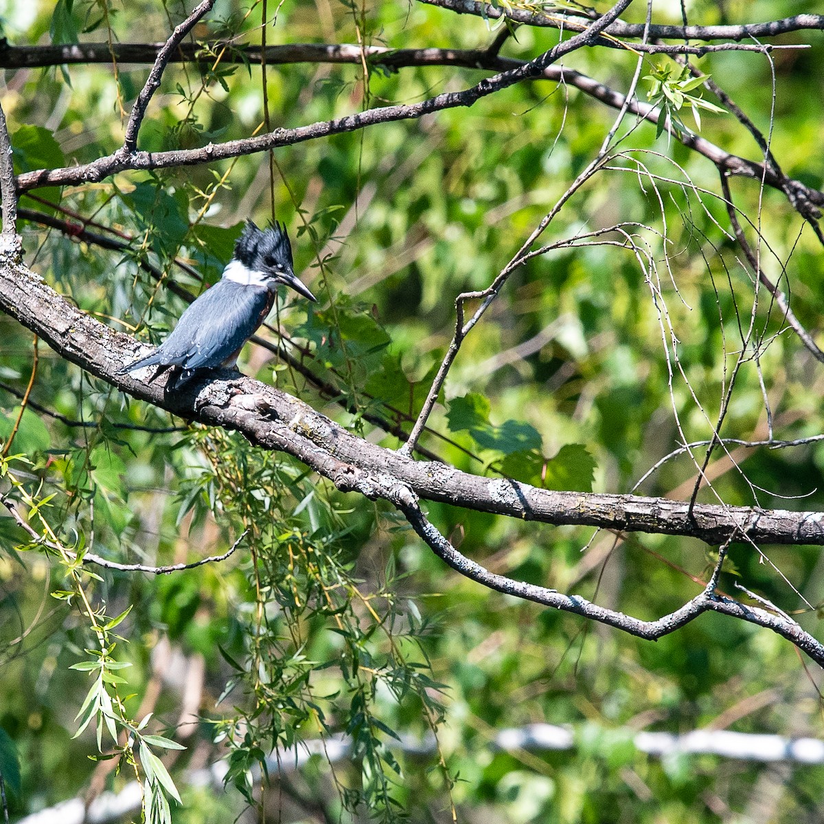 Belted Kingfisher - ML353525691