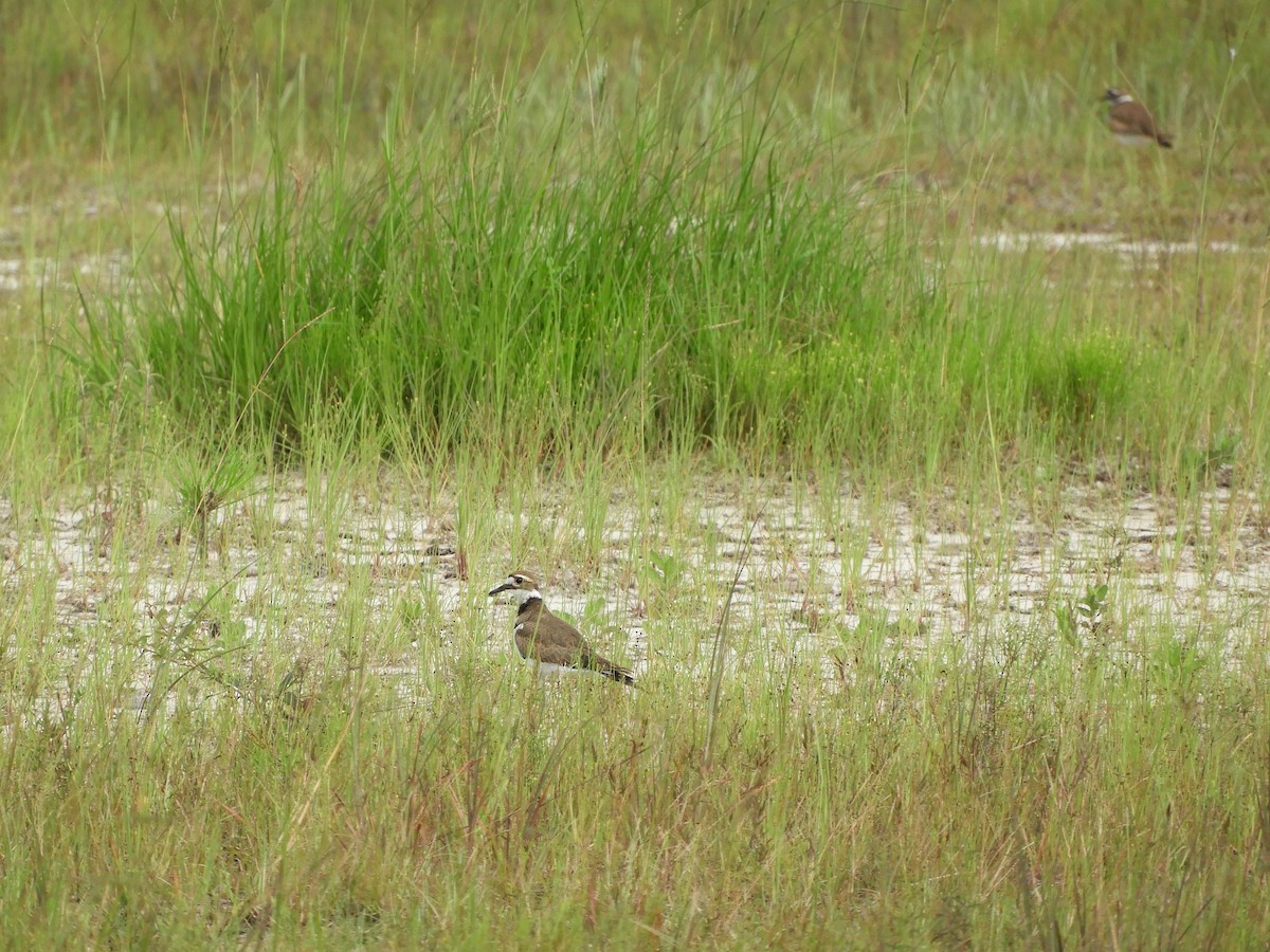 Killdeer - ML353526471