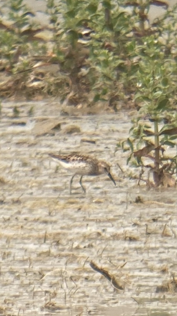 Western Sandpiper - ML353526801