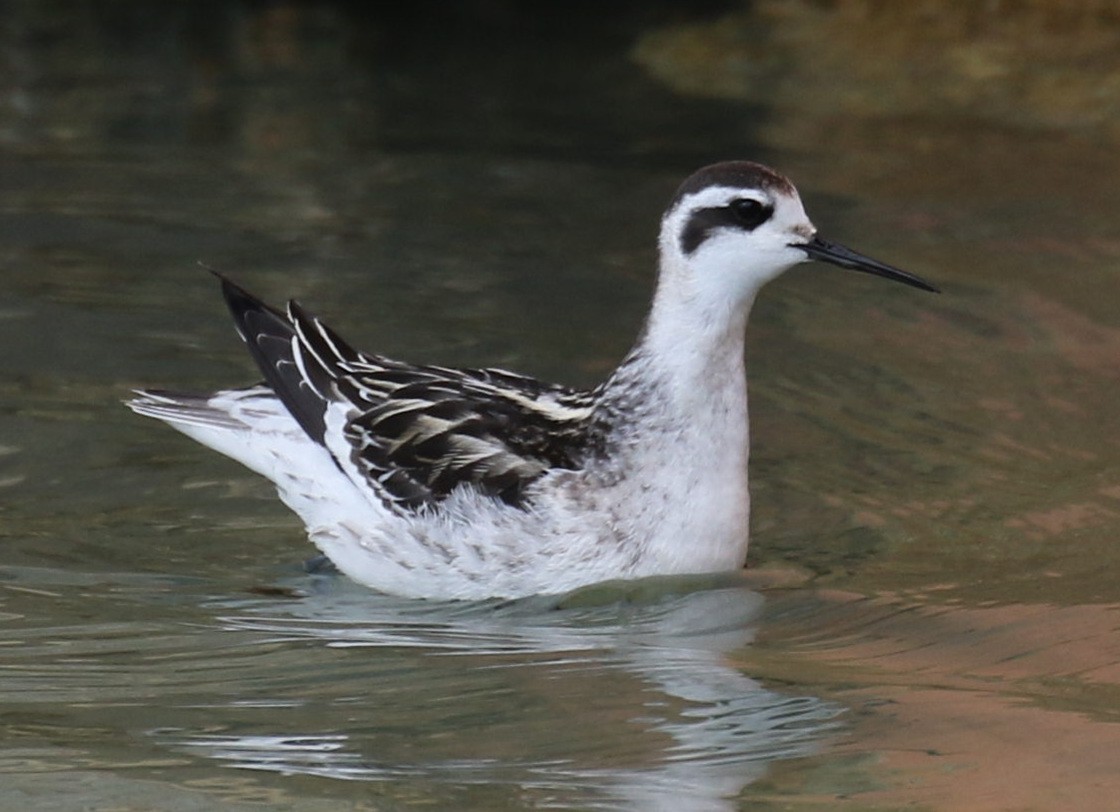 Red-necked Phalarope - ML353528651