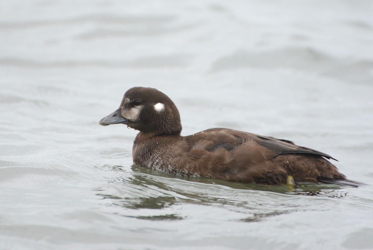 Harlequin Duck - ML35352901