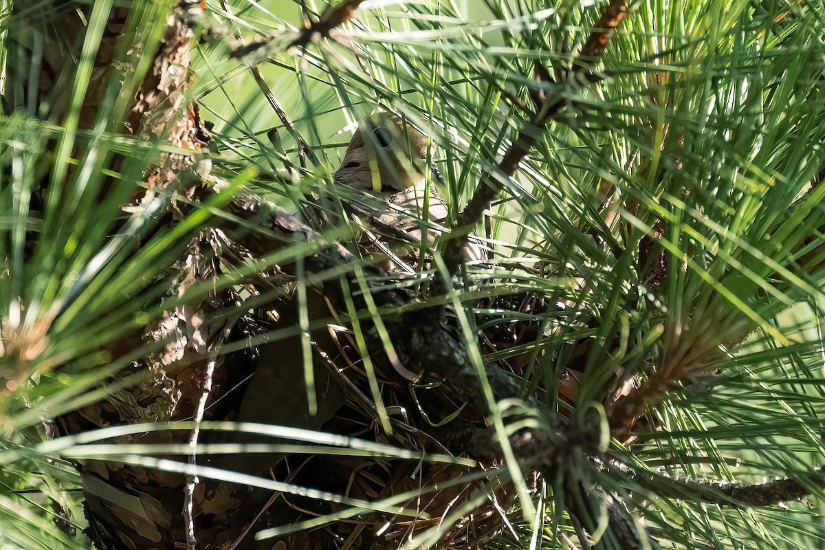 Mourning Dove - ML353529171