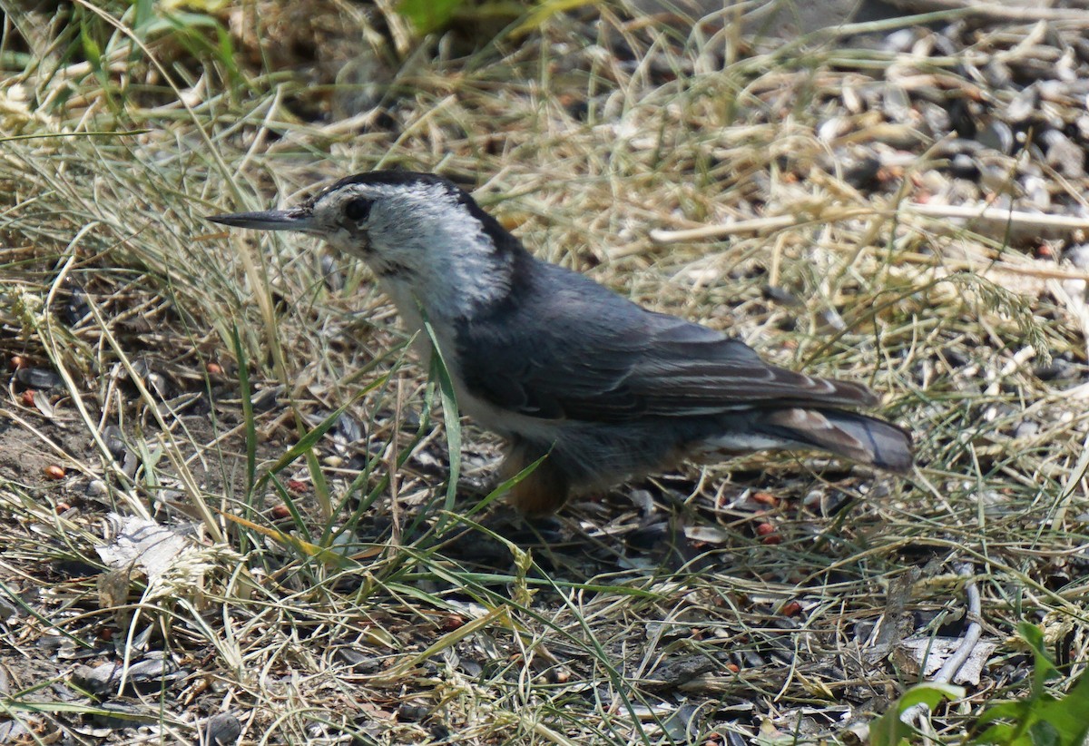 White-breasted Nuthatch - ML353529251