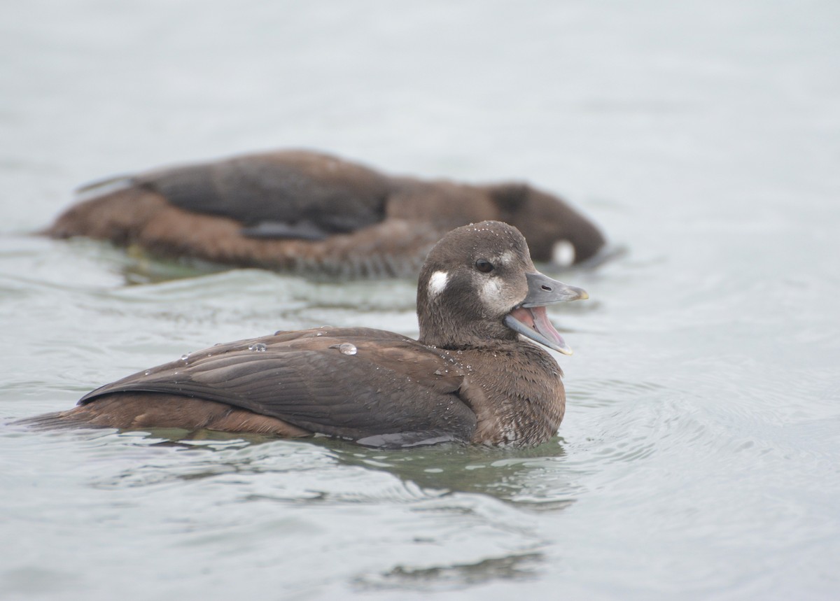 Harlequin Duck - ML35352931