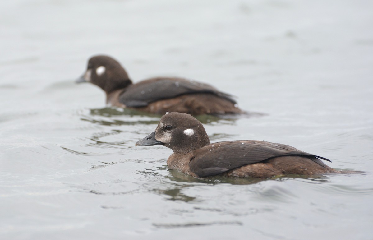 Harlequin Duck - ML35352951