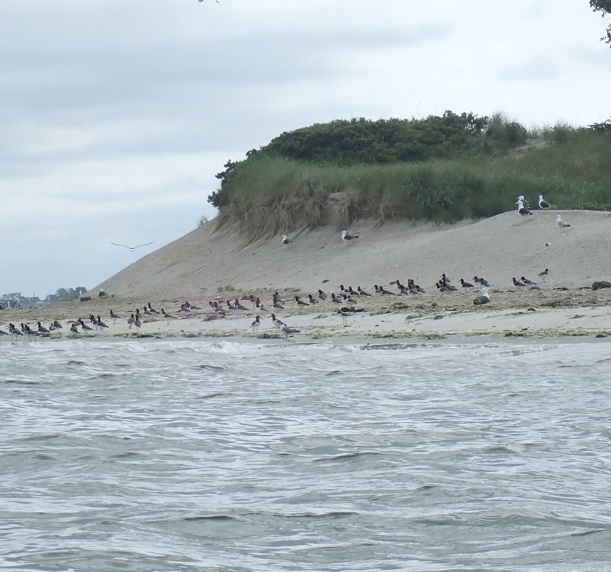 American Oystercatcher - ML353530871