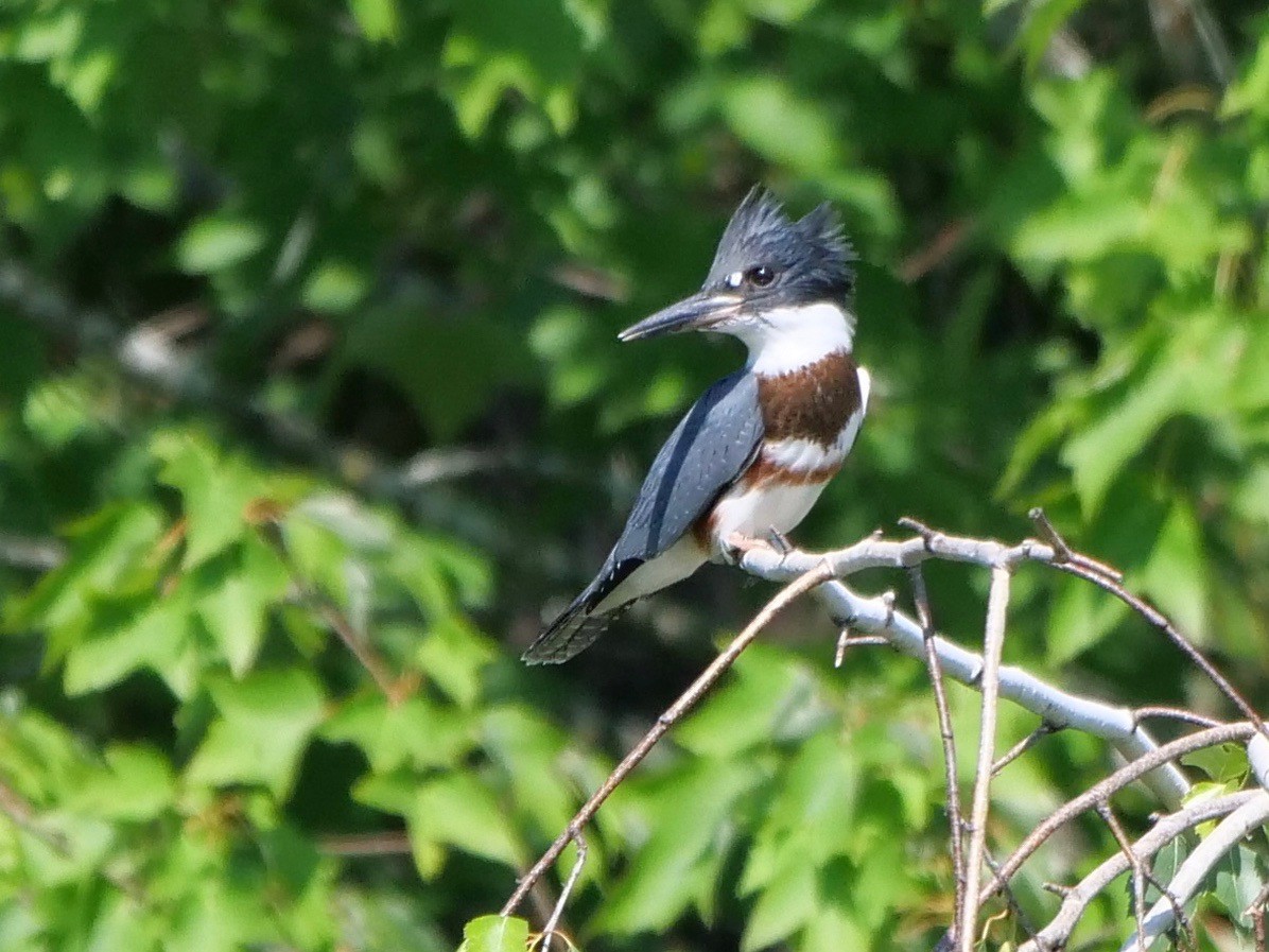 Belted Kingfisher - ML353531861