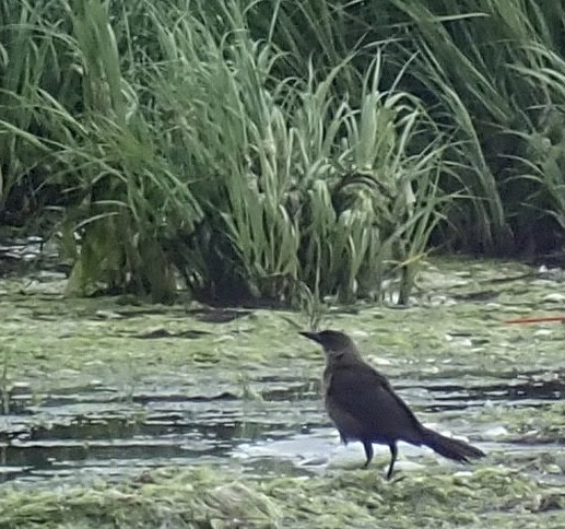 Boat-tailed Grackle - ML353531951