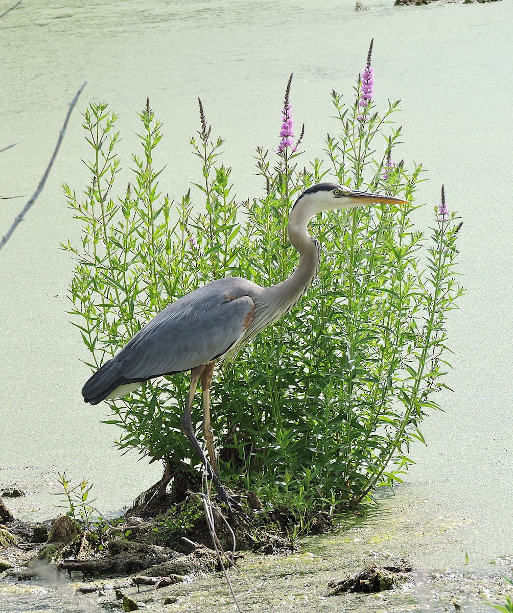 Great Blue Heron - ML353532431