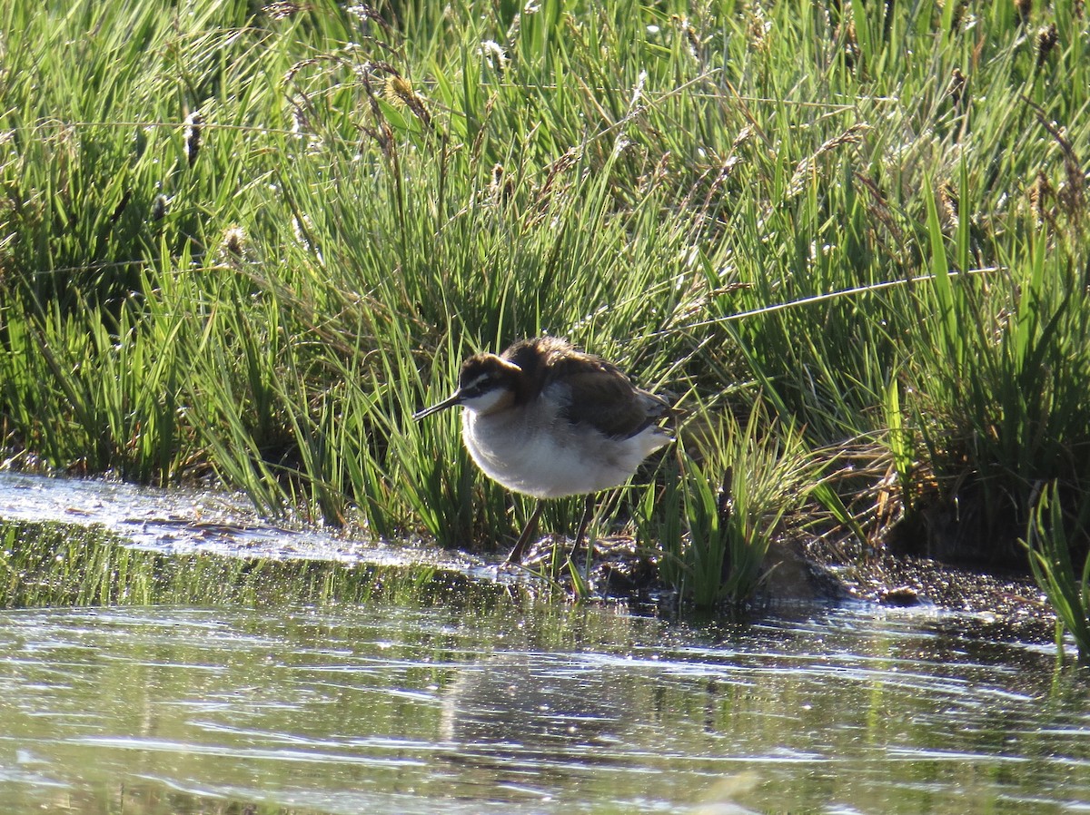 Phalarope de Wilson - ML353533201