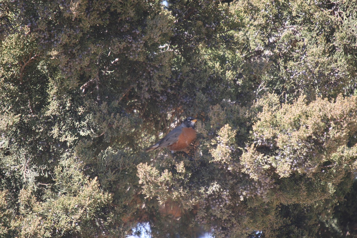 American Robin - ML353533551