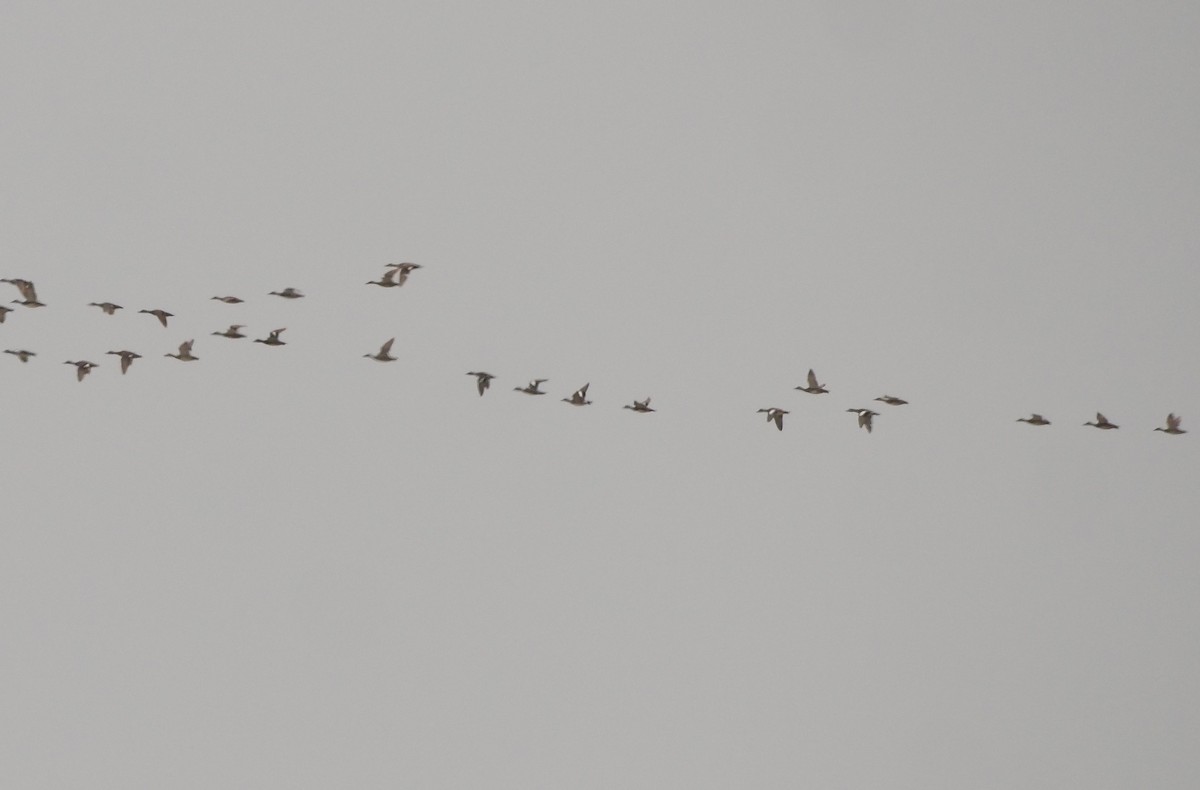 American Wigeon - ML353536171