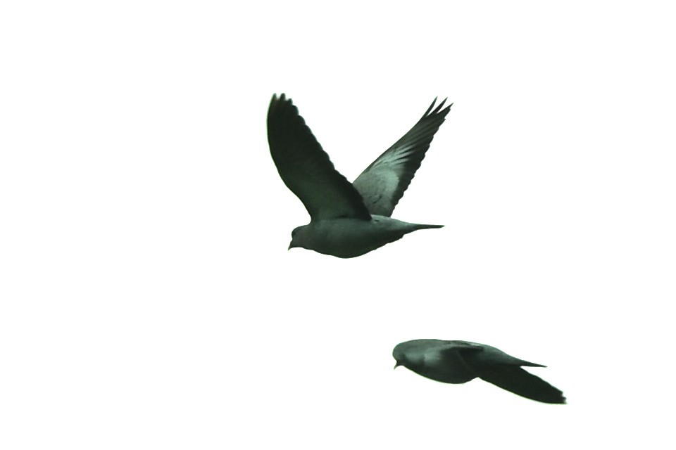 Сизый голубь (Одомашненного типа) - ML353536281
