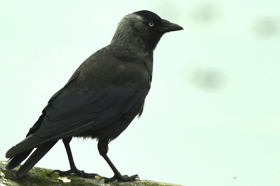 Eurasian Jackdaw - ML353536861