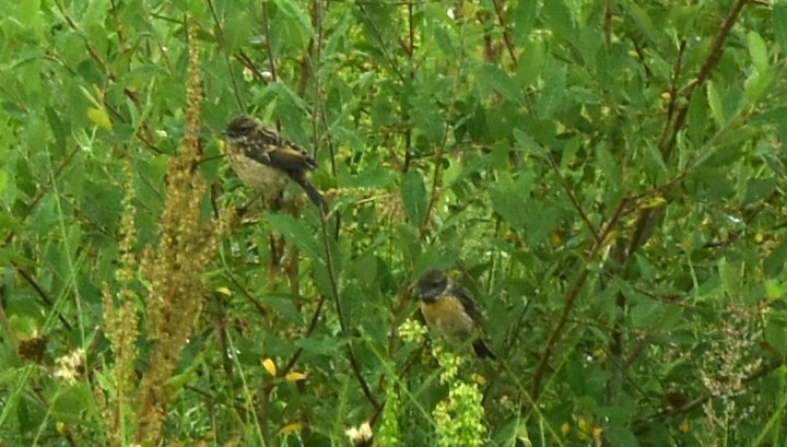 European Stonechat - ML353537031