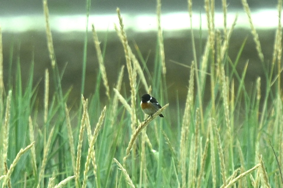 European Stonechat - ML353537061