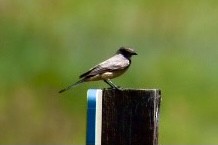 Western Kingbird - ML353537331