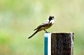 Western Kingbird - ML353537341