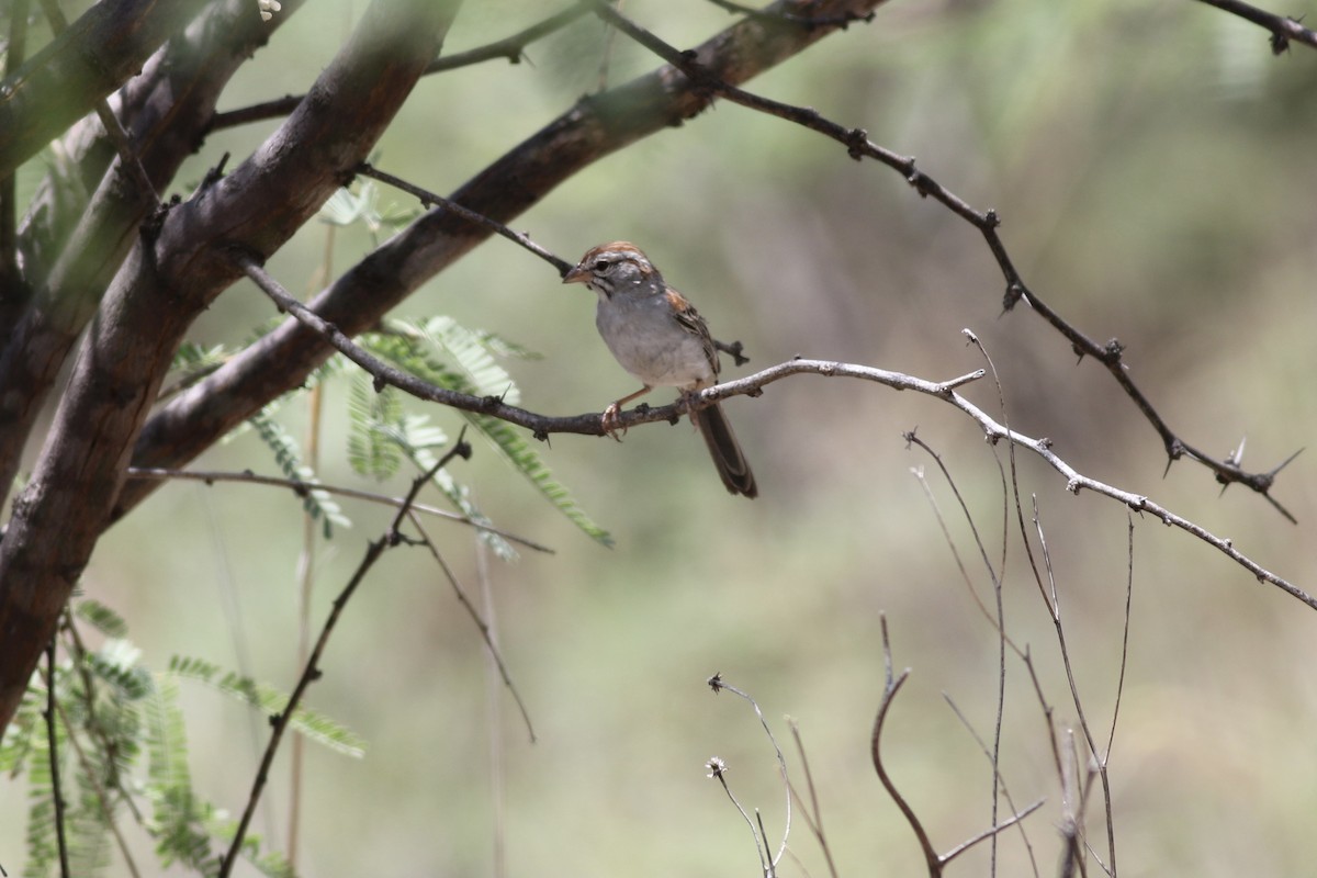 Rufous-winged Sparrow - ML353539521