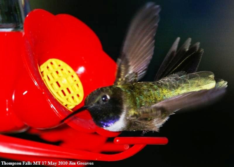 Black-chinned Hummingbird - ML353540091