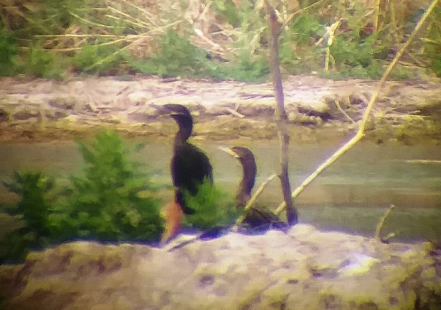 Neotropic Cormorant - ML353541961