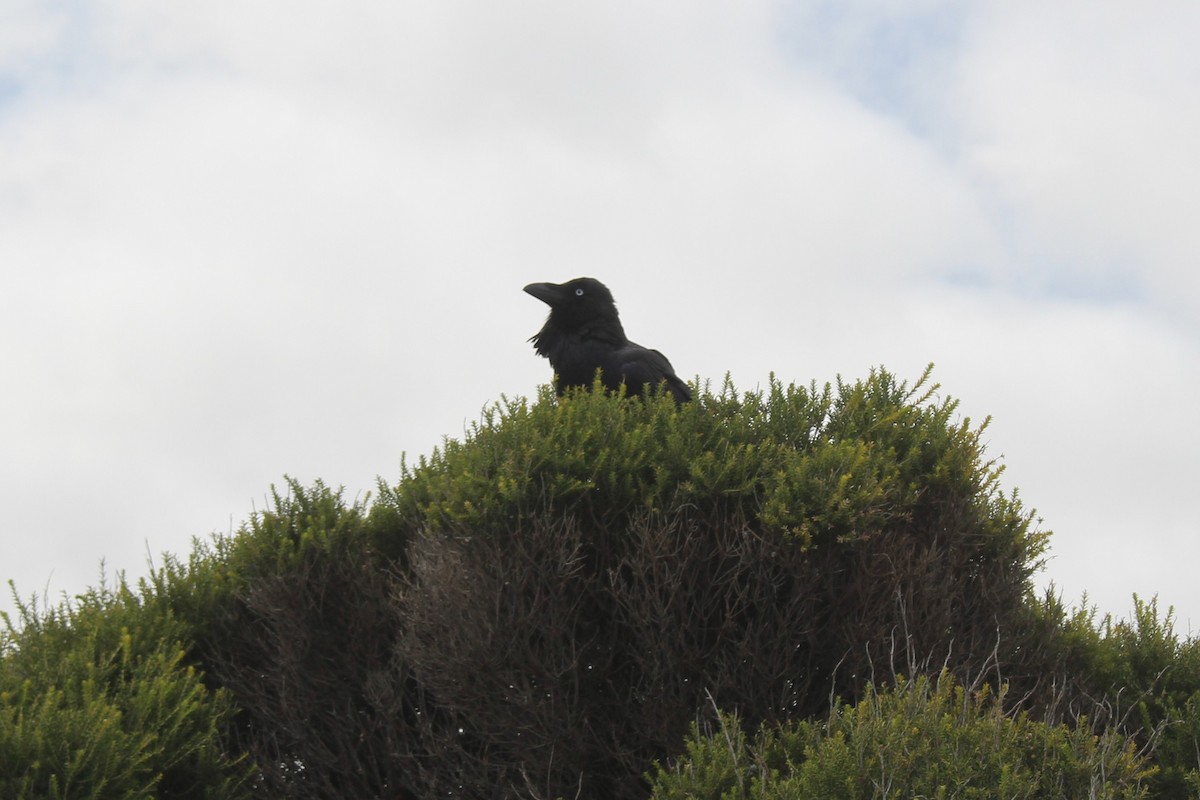 Cuervo Australiano - ML353542221