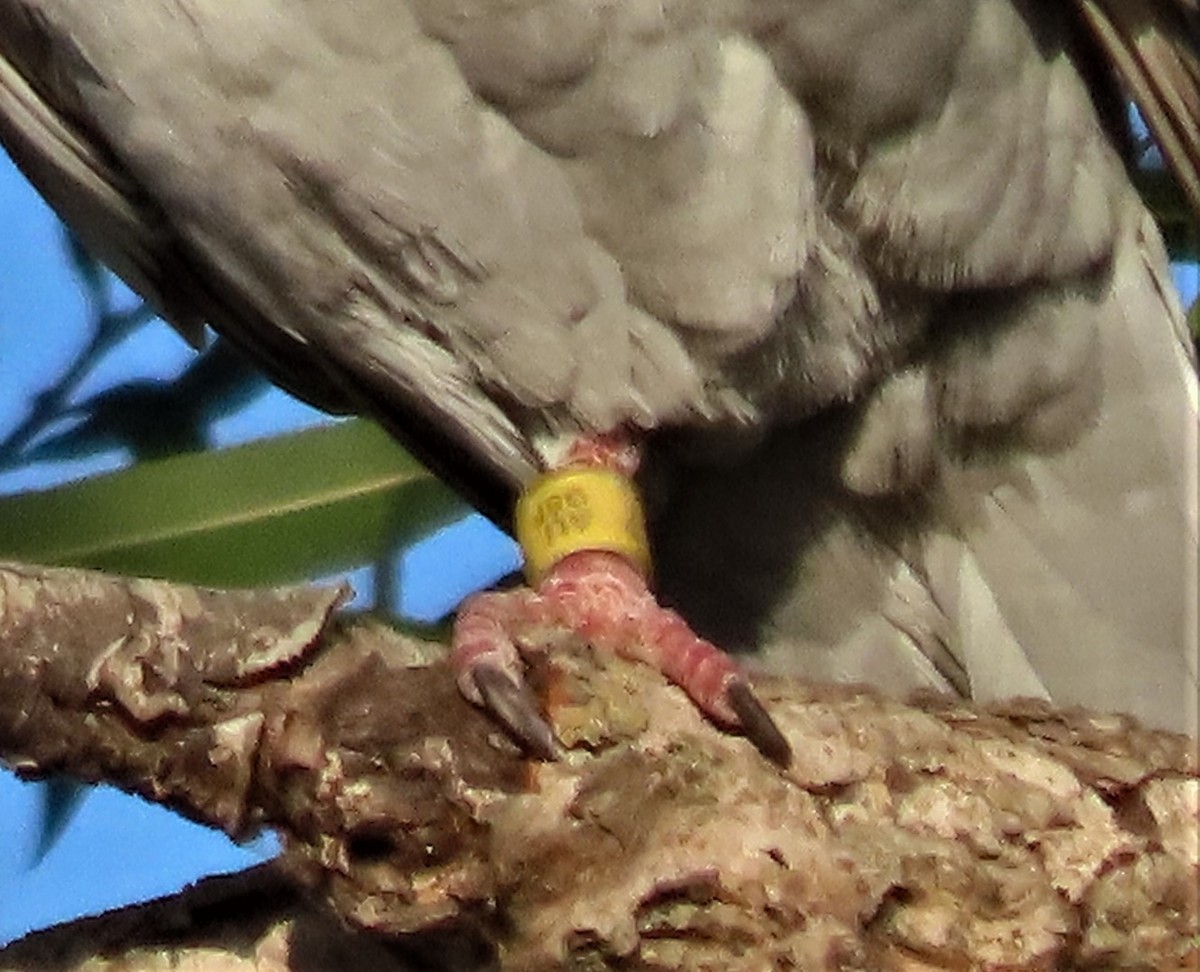 Rock Pigeon (Feral Pigeon) - ML353543931