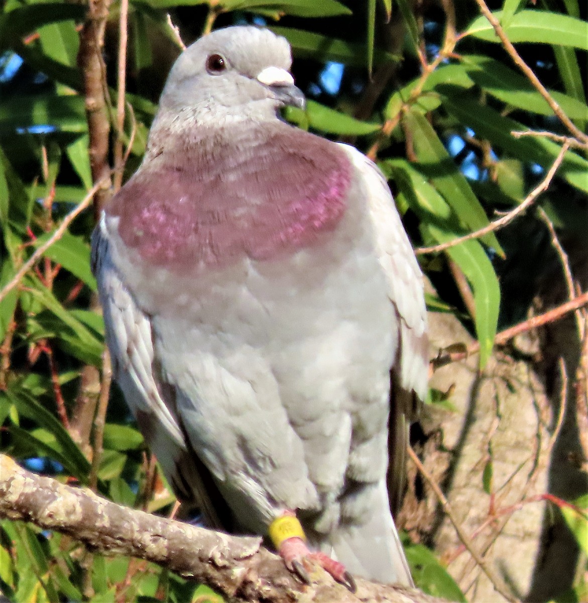 Rock Pigeon (Feral Pigeon) - ML353543971