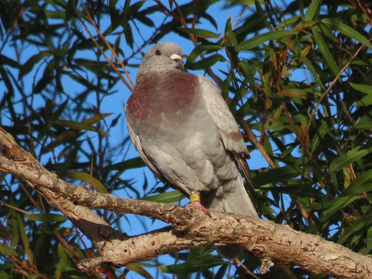 Rock Pigeon (Feral Pigeon) - ML353543991