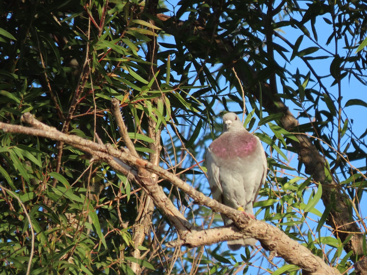 Rock Pigeon (Feral Pigeon) - ML353544011