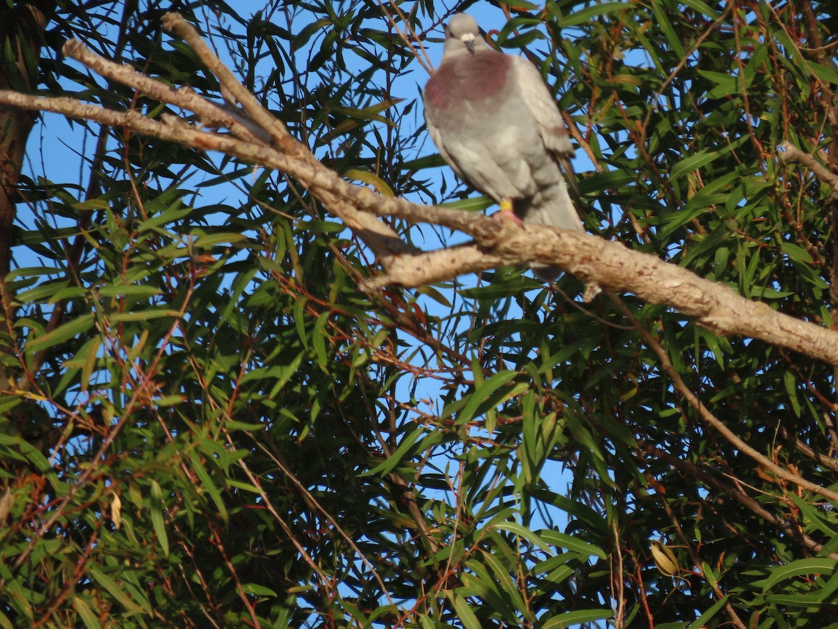 Rock Pigeon (Feral Pigeon) - ML353544031