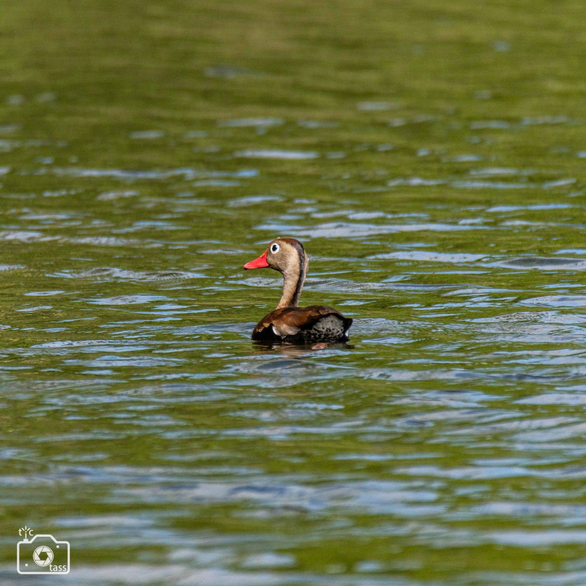 Black-bellied Whistling-Duck - ML353544271