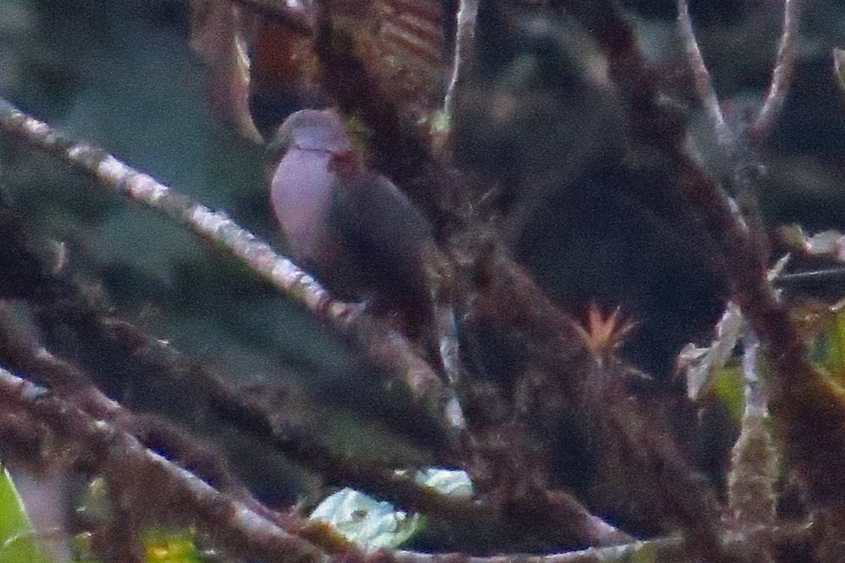 Pigeon vineux - ML35354771