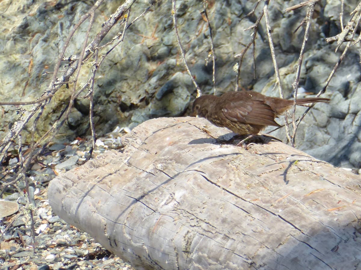 Fox Sparrow - ML353547921