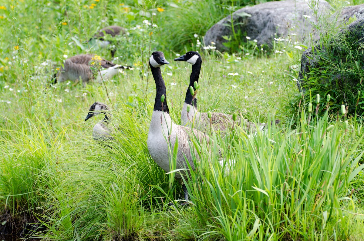 Canada Goose - ML353549561