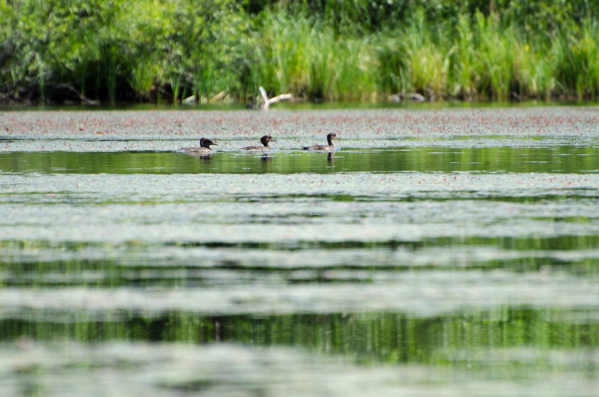 Wood Duck - ML353549581