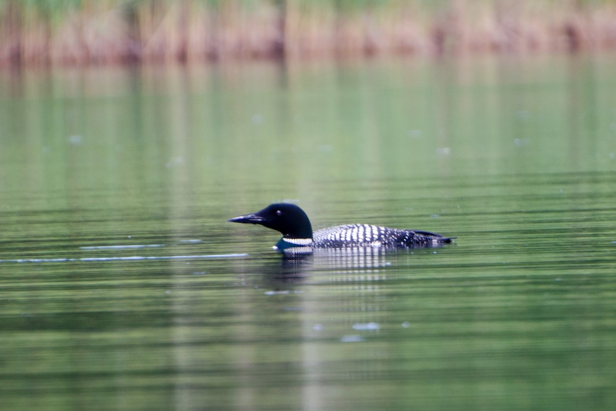 Common Loon - ML353549661