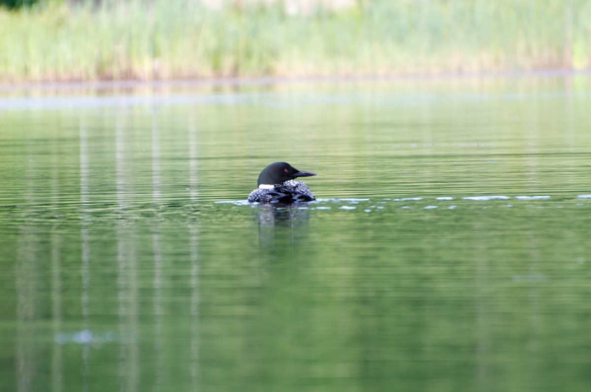 Common Loon - ML353549691