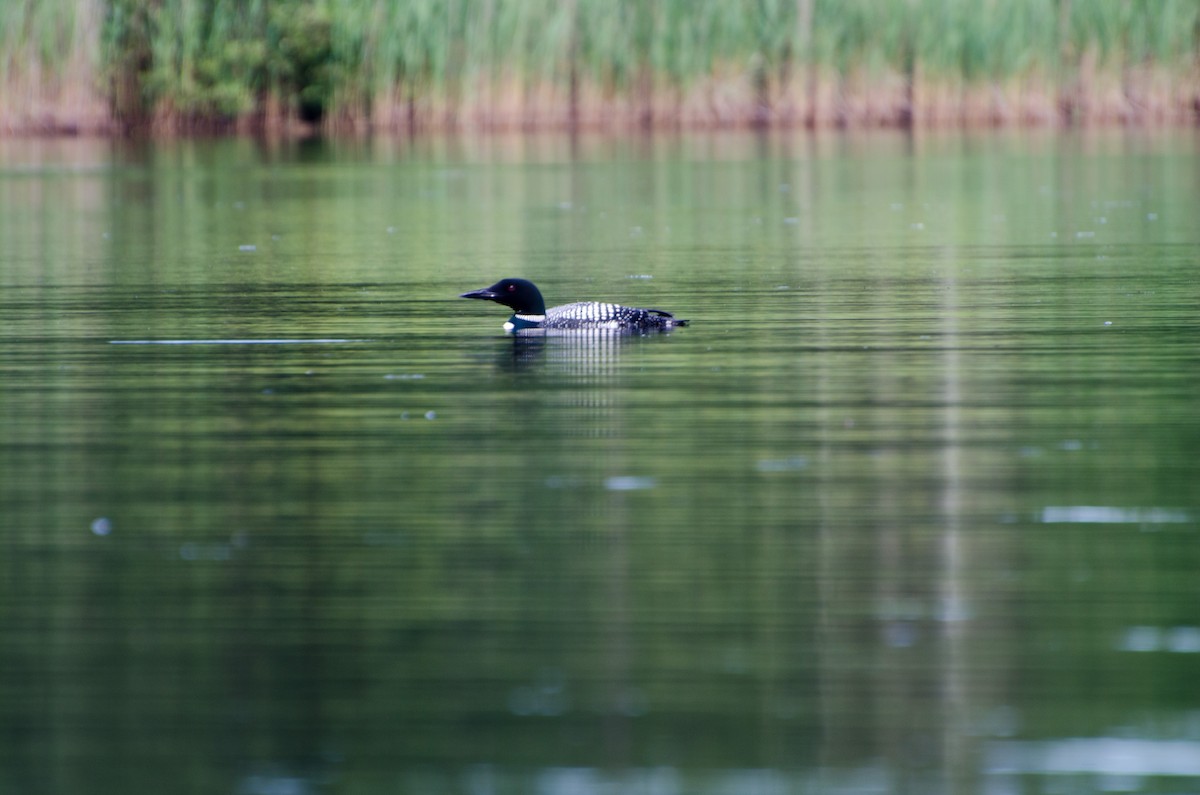 Common Loon - ML353549711