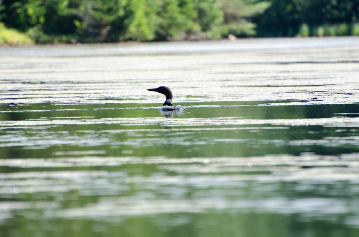 Common Loon - ML353549811