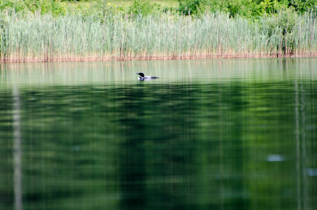 Common Loon - ML353549841