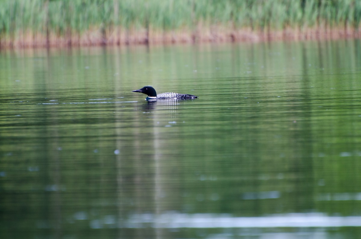 Common Loon - ML353549861