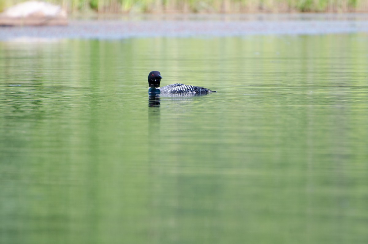 Common Loon - Nancy Nutile-McMenemy