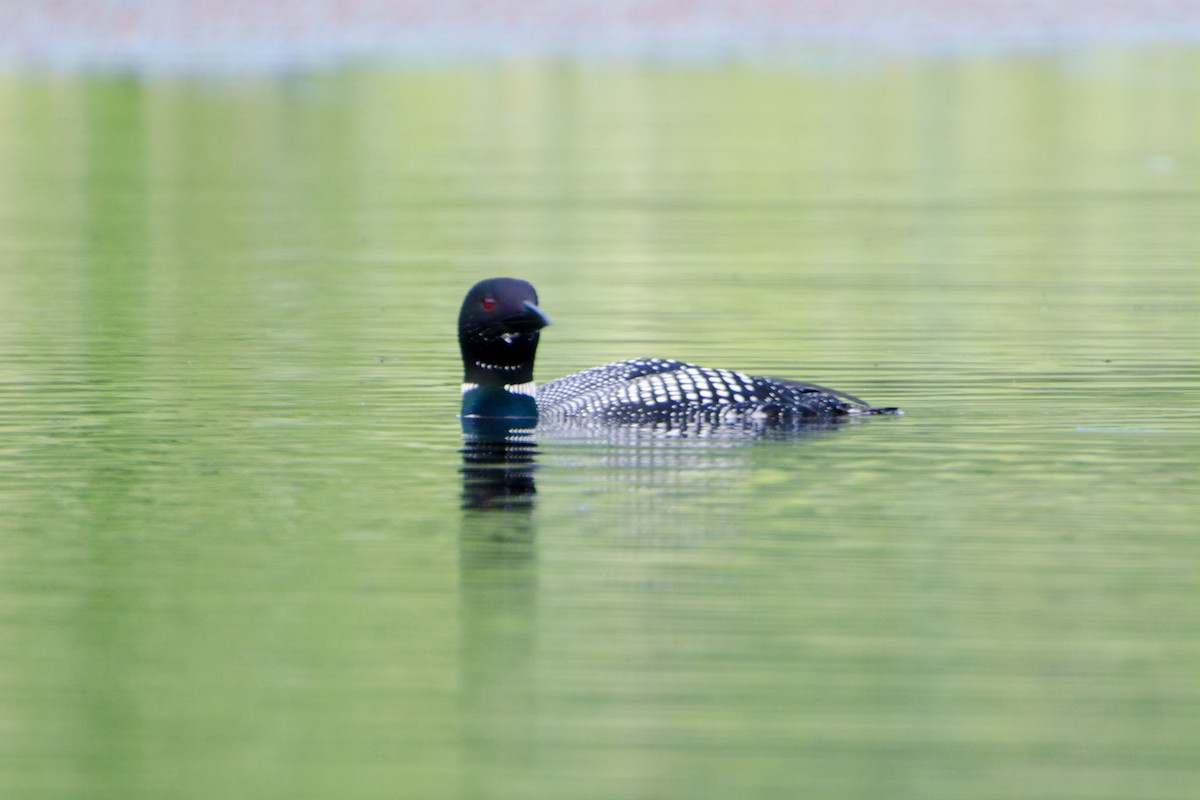 Common Loon - ML353549891